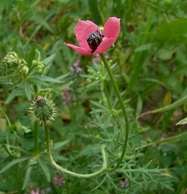 Amapola mestiza Amapola mestiza