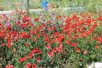 Flanders poppy