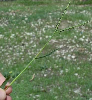Water Finger Grass