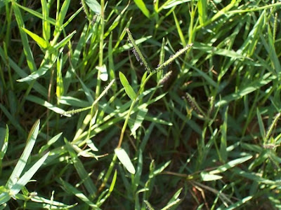 Water Finger Grass
