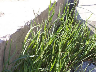 Water Finger Grass