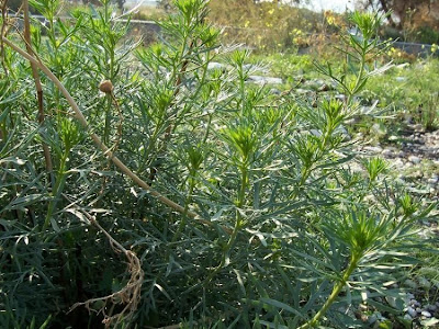 Ozallaik