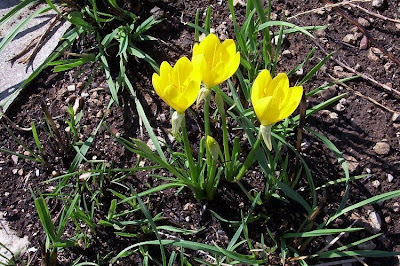 Sternbergia lutea (L.) Ker-Gawl.