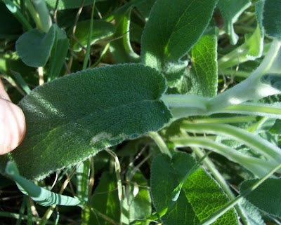 Downy Woundwort Downy Woundwort