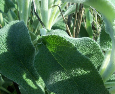 Downy Woundwort Downy Woundwort