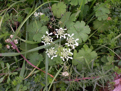 Ombrellini pugliesi