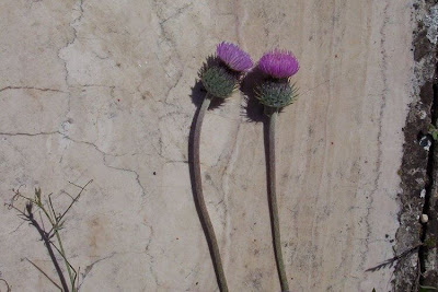 Bunte Distel Bunte Distel