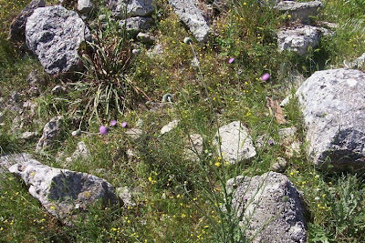 Bunte Distel Bunte Distel