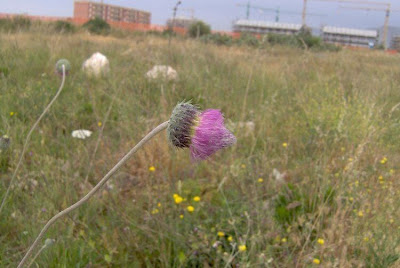 Bunte Distel Bunte Distel