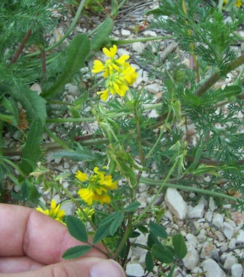 Cultivated fenugreek Cultivated fenugreek