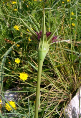 Baramonjin Baramonjin