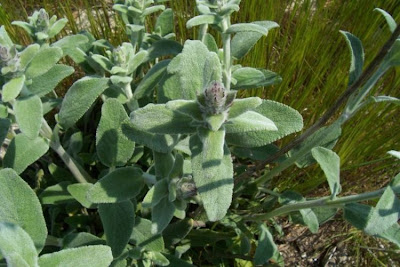 Downy Woundwort Downy Woundwort
