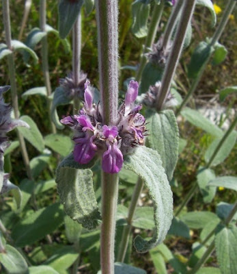Downy Woundwort Downy Woundwort