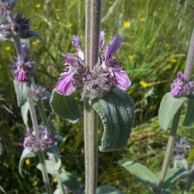 Stachys germanica L.