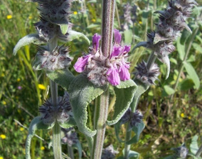 Downy Woundwort Downy Woundwort