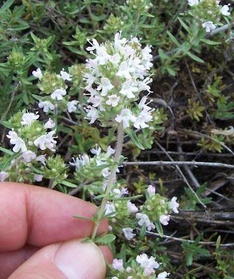 Apulian Thyme, Thymus spinulosus Apulian Thyme, Thymus spinulosus