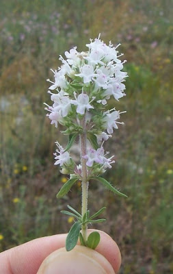 Thymus spinulosus Ten.