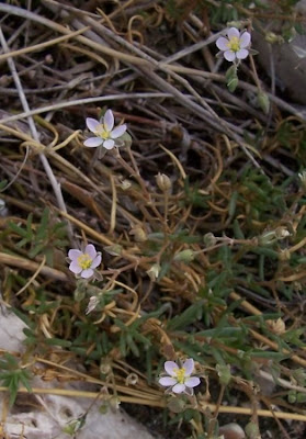 Salt sandspurry