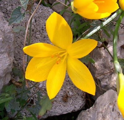 Sternbergia lutea (L.) Ker-Gawl.
