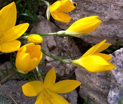 Sternbergia lutea (L.) Ker-Gawl.