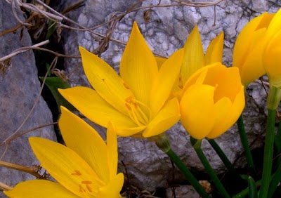 Sternbergia lutea (L.) Ker-Gawl.