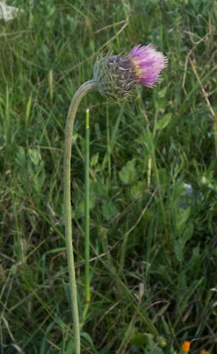 Bunte Distel Bunte Distel