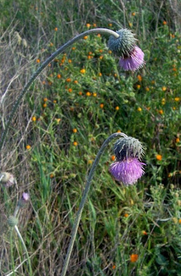 Bunte Distel Bunte Distel