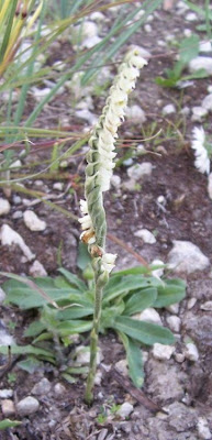 Autumn Lady's Tresses Autumn Lady's Tresses