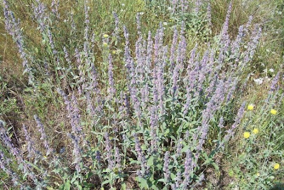 Downy Woundwort Downy Woundwort