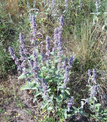 Downy Woundwort Downy Woundwort