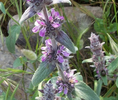 Downy Woundwort Downy Woundwort