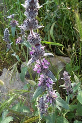Downy Woundwort Downy Woundwort