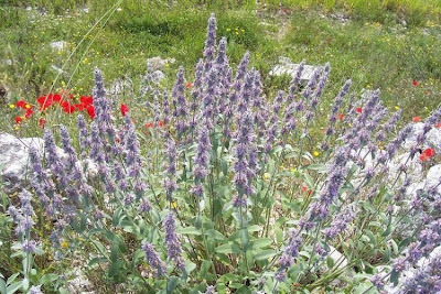 Downy Woundwort Downy Woundwort