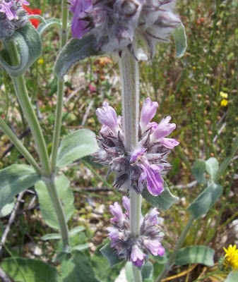 Downy Woundwort Downy Woundwort