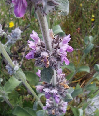 Downy Woundwort Downy Woundwort