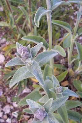 Downy Woundwort Downy Woundwort