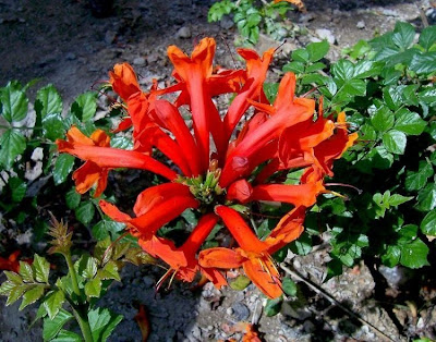 Cape-honeysuckle Cape-honeysuckle