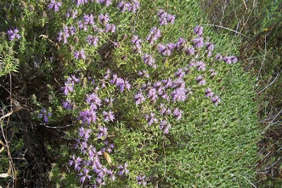 Thymus capitatus (L.) Hofmgg. et Lk.