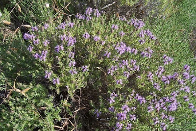 Thymus capitatus (L.) Hofmgg. et Lk.