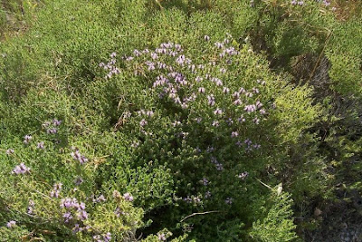 Thymus capitatus (L.) Hofmgg. et Lk.