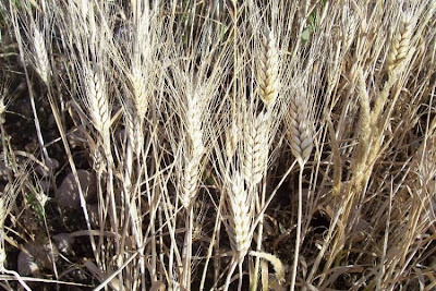 Durum wheat