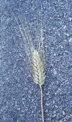 Durum wheat