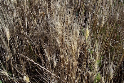Durum wheat