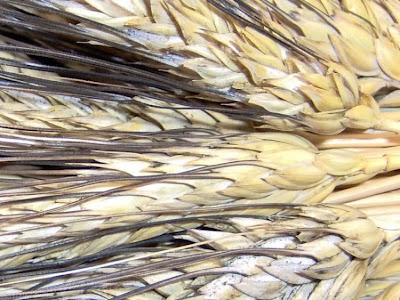 Durum wheat
