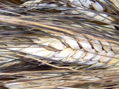 Durum wheat
