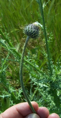 Bunte Distel Bunte Distel