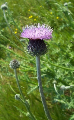 Bunte Distel Bunte Distel