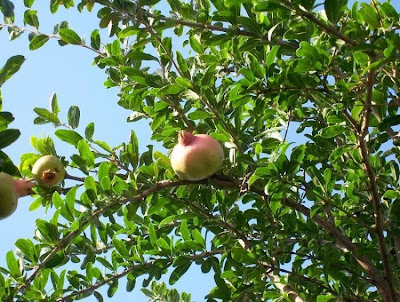 Mangrano