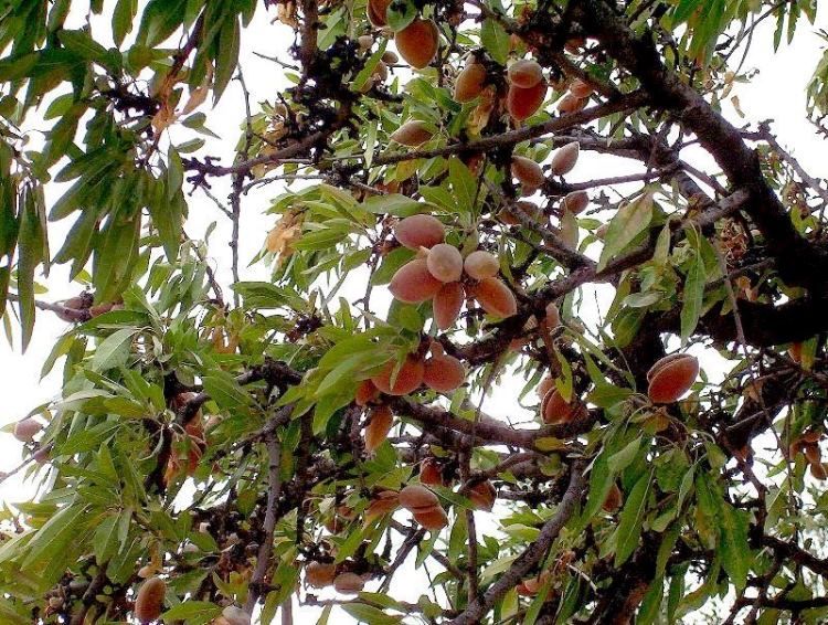 Common Almond