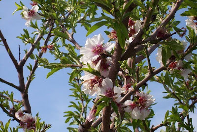 Almond Almond